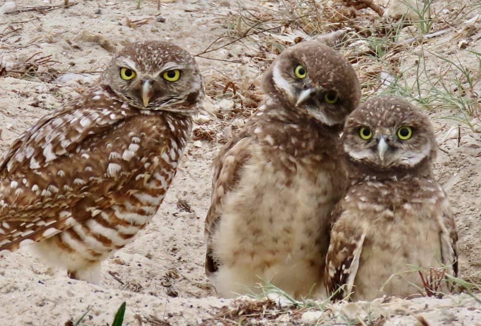 4th Annual GroundOWL Day 239Life What to do in the 239